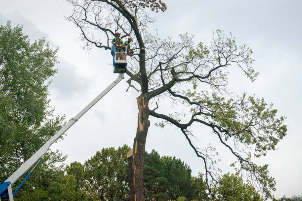 Best Tree Mulching  in Stuart, FL