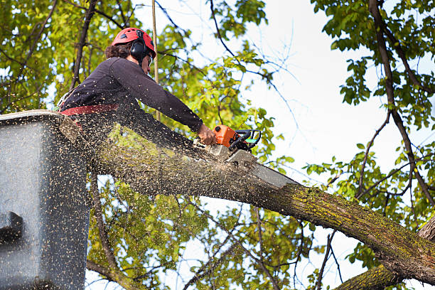 Best Tree Disease Treatment  in Stuart, FL